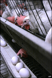 Cuba Guarantees the Replacement of Egg laying Hens
